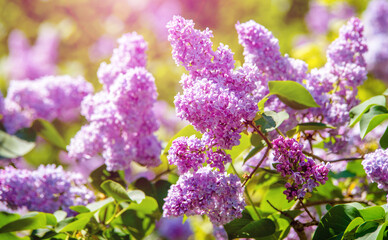 Pink lilac blooms in the Botanical garden
