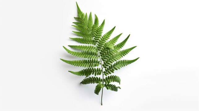 Fern leaf photo illustration on white background AI generative