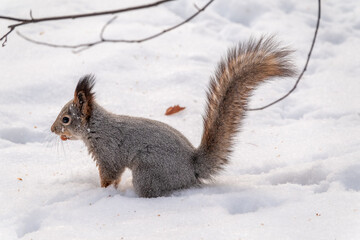 Portrait of a squirrel in winter on white snow background