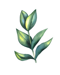 Watercolor green plant branch with leaves