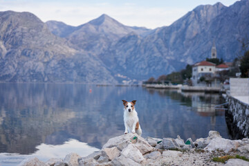 a Jack Russell Terrier dog scanning the placid lake against a backdrop of grand mountains