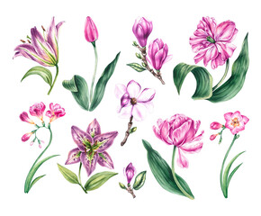 Watercolor collection of purple, pink flowers isolated