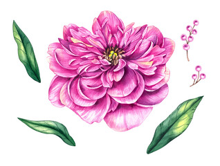 Watercolor set with peony flower, berries and leaves