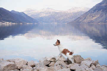 Jack Russell Terrier dog stands on rocky terrain against the backdrop of a serene lake and mountain landscape