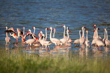 Pink flamingos at Lake Bogoria in Kenya
