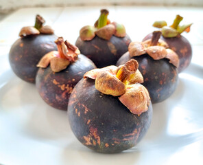 Fototapeta premium Mangosteen (Garcinia mangostana), also known as the purple mangosteen, Clusiaceae family. Group of mangosteen fruit on white plate. Selective focus. 