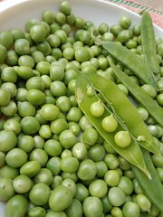 Grains or seed of Pisum sativum or pea grains or seeds or garden pea seeds or grains
