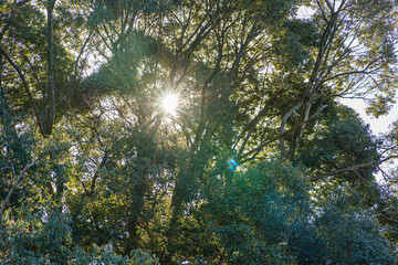 森の中から見える太陽