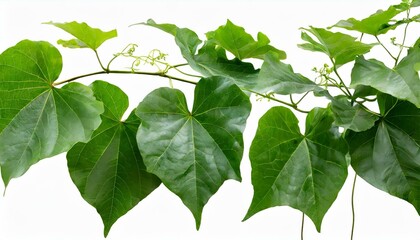 green leaves from Javanese treebine or grape ivy , a jungle vine and hanging ivy plant bush foliage, isolated on a white background.