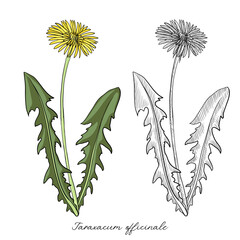 vector drawing dandelion , Taraxacum officinale , hand drawn illustration of medicinal plant © cat_arch_angel