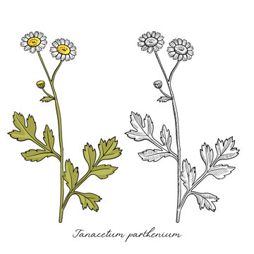 vector drawing feverfew, Tanacetum parthenium, , hand drawn illustration of medicinal plant