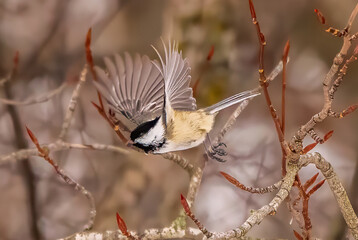 Chickadee in Winter