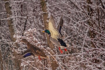 Ducks in flight