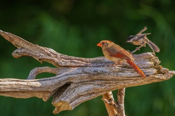 Cardinal and Chickadee