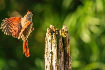 Cardinal in flight to a post