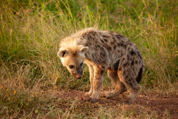 Hyena walking in the Savannah