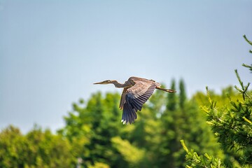 Blue Heron flying