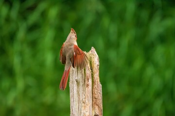 Cardinal flying onto a post