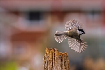Chickadee in flight