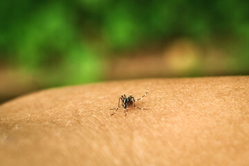 Mosquito is sucking blood on human skin. Mosquito is dangerous wild animal, especially dengue fever...