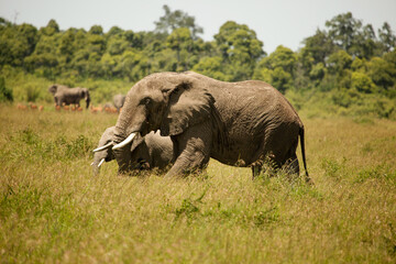 Elephant on savanna, Kenya, Africa.