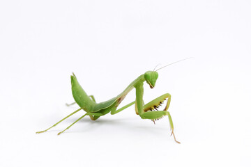 Praying mantis isolated on white. Praying mantis is invertebrate insects. Praying mantis have latin name Mantodea dyctyoptera