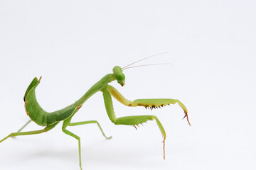 Praying mantis isolated on white. Praying mantis is invertebrate insects. Praying mantis have latin name Mantodea dyctyoptera