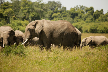 Naklejka na ściany i meble Elephant on savanna, Kenya, Africa.