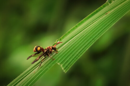Potter wasp perch on the leaf