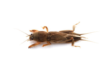 mole cricket have latin named neocurtilla hexadactyla. mole cricket insect neocurtilla from...