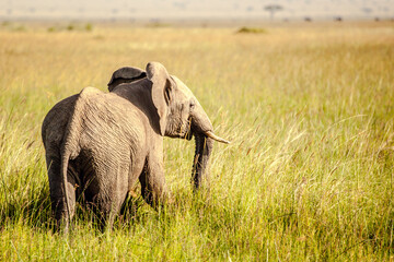 Elephant on savanna, Kenya, Africa.