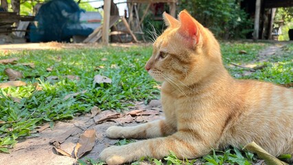cat in the garden - 748438355