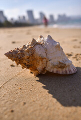 A SHELL ON THE BEACH