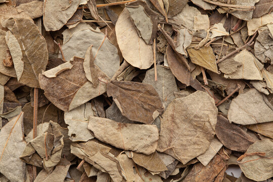 Close-up of Dry Organic Moringa (Moringa oleifera) leaves, Full-Frame wallpaper. Top View