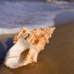 A SHELL ON THE BEACH