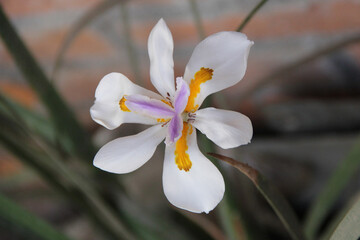Flor dientes iridioides, blanca con lila y amarillo. Flor africana.