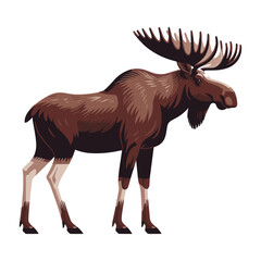 Obraz premium Moose buck elk full body vector illustration, zoology illustration, wild animal moose design template isolated on white background