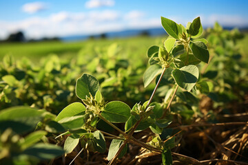 Open soybean field during morning sun