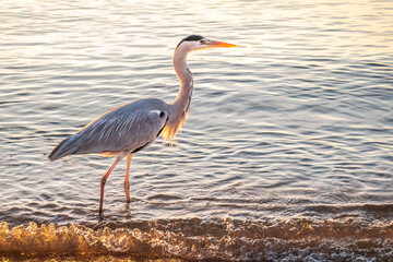 A heron hunting in the sea. Grey heron on the hunt