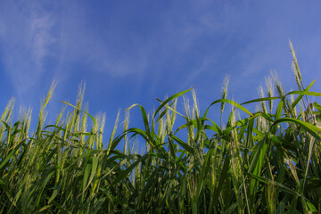 spring wheat