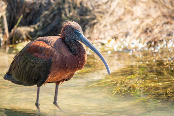 The glossy ibis, latin name Plegadis falcinellus, searching for food in the shallow lagoon.