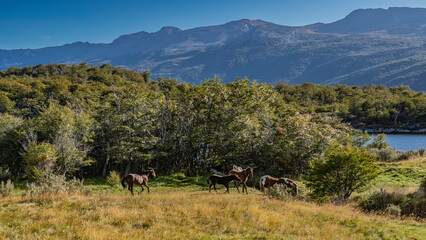 Horses frolic in the meadow. Yellowed autumn grass and thickets of trees on the shore of a blue lake. Mountains against the sky. Tierra del Fuego National Park. Lapataia Bay. Argentina. Patagonia
