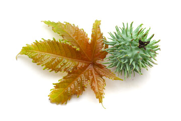 Top view of Castor fruit (Ricinus communis) with a castor leaf. Isolated on a white background