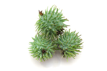 Top view of Castor fruits (Ricinus communis). Isolated on a white background.