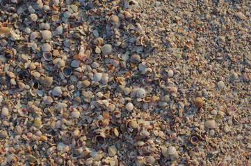 Overhead closeup of various small brown colored shells in sunshine with some shade late afternoon sun. Good for colorful background and room for copy.