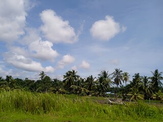 trees clouds grasses scenery in Malaysia