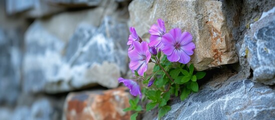 Beautiful purple flower blossoming on rugged stone wall in natural setting