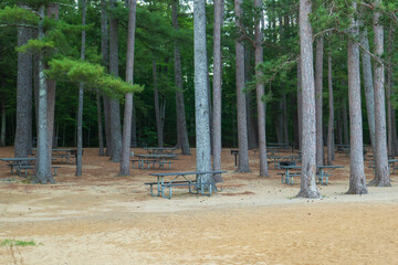 Beach family picnic area at a New Hampshire State Park with tall pine trees - Powered by Adobe