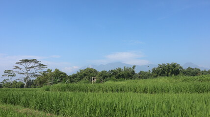 Obraz premium Beautiful views in agricultural areas, green hilly areas.