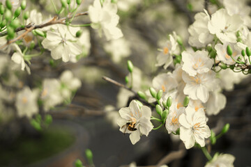  Traditional culture on Tet Holiday in Vietnam. Tet in photo mean Happy New Year and Peace. Selective focus.Ochna integerrima or ochna integerrima get bloom in the morning